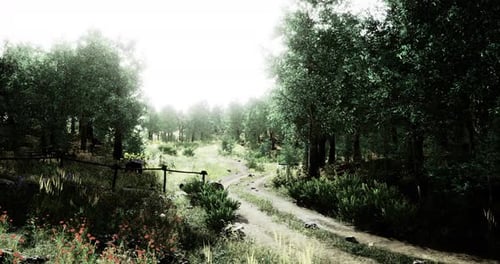 Peaceful Forest Pathway Surrounded By Lush Greenery and Trees