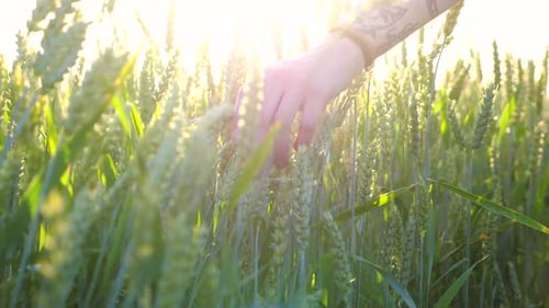 Young Girl Walking Through the Barley Field and Gently Touching Ripening Ears of Crop Female Arm