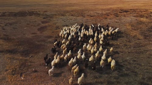 Aerial View of Sheep Flock Grazing in Field
