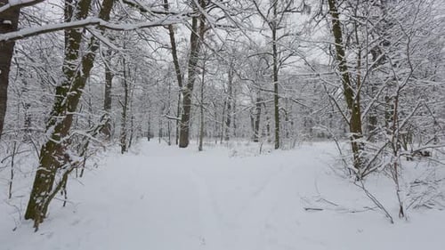 A beautiful walk through the winter forest. Trees, branches and bushes in the snow. Snow everywhere.