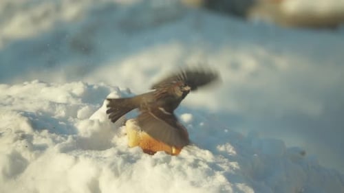 Sparrows Eating Bread on Snow in Winter