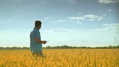 Agronom in Golden Wheat Field. Man Agronomist Thinking About Future Harvest Activity
