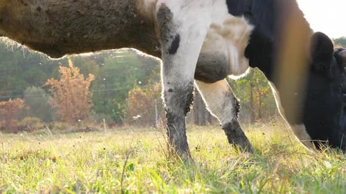 Close Up Head of Cow Standing at Lawn and Eating Green Fresh Grass