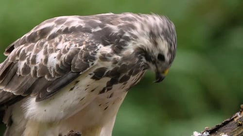 Macro close up of wild Common Buzzard eating fresh prey perched on branch in wilderness - slow motio