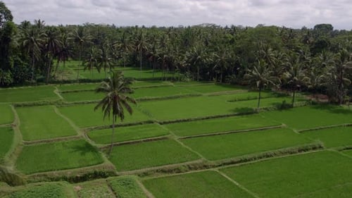 Aerial view of rice fields and palm trees with farmers, Indonesia.