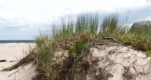 Grass waving in the wind on a dune on a deserted Atlantic beach