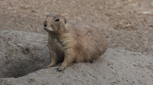Prairie dog on ground