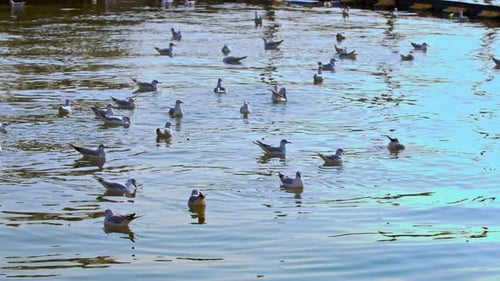 Flock Of Gray Seagulls Flying On The Sea