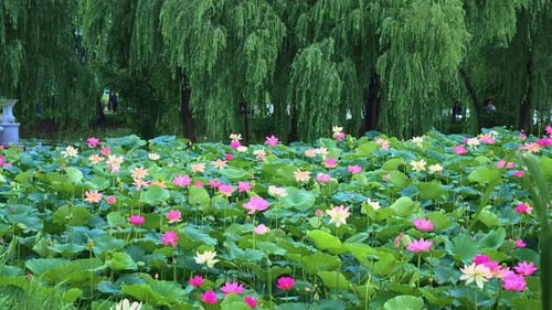 Beautiful waterlily or lotus flower with water surface