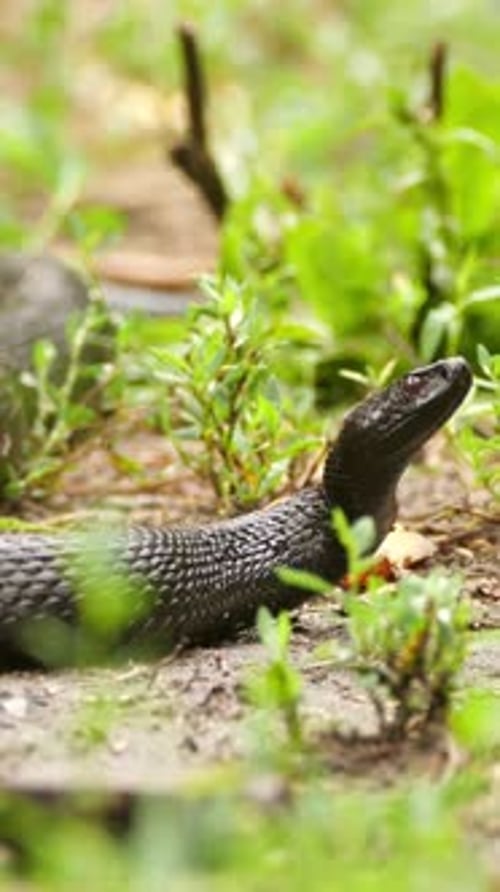Vertical View Of Black Viper Snake, Wildlife in Deep Forest