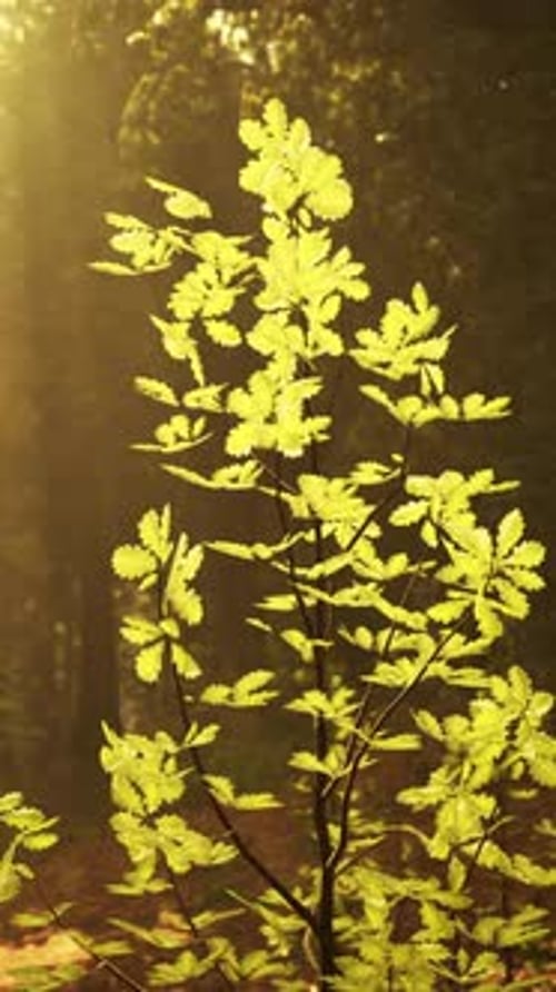 A Small Tree in the Middle of a Forest