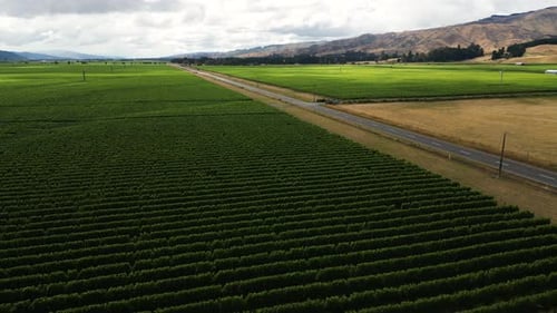 Aerial drone flight revealing rural wine fields in south island of New Zealand in cloudy day.