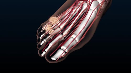 3D Human Foot Anatomy Animation Revealing Bones, Vessels, Nerves, and Growths