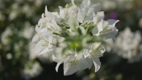 love white flowers