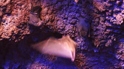 Fledermauskolonie, die kopfüber in einer dunklen Höhle hängt
