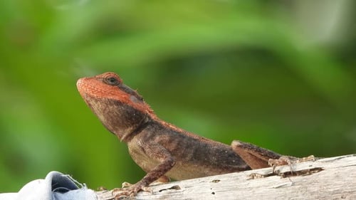 Lizard in tree waiting for food .