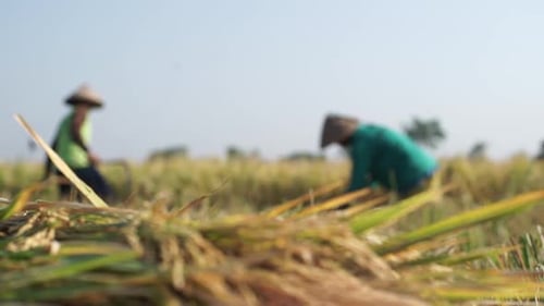 Rice Harvest in Golden Field by Farmers