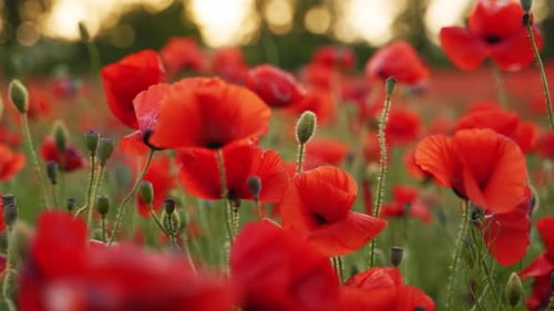 Red Poppies Swaying in the Breeze at Sunset