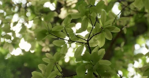 Nahaufnahme von grünen Blättern mit Bokeh-Hintergrund