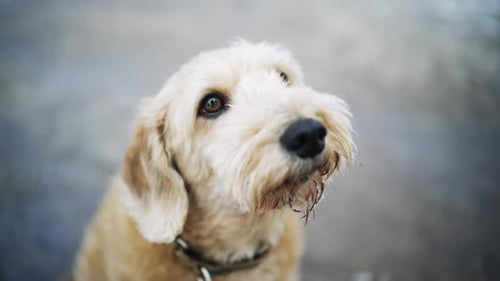 Cute close up portrait of a small dog looking up at the camera with expressive eyes
