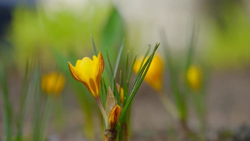 Crocuses bloom in early spring