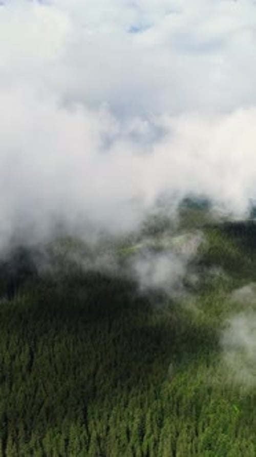 Vertical Screen Aerial Drone Footage Over Dense European Forest in Foggy Weather