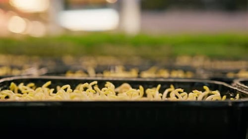 Several rows of various plant crops are represented by young shoots of the microgreen farm close-up