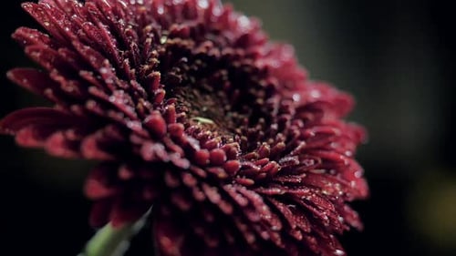Close Up of Red Flower with Water Droplets