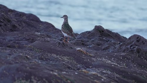 Isolated sandpiper at a rocky beach