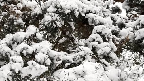 View of Snowcovered Pine Branches at Woodland White Fluffy Snow Lying on Piny Twigs at Park
