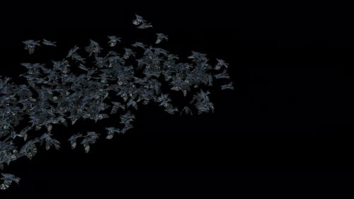 Dark Bird Flock Flying Animation Transition
