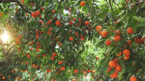 Tangerine garden with ripe tangerine s on the branches on a sunny spring day.