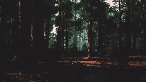 Golden Forest Serenity Serene Pine Woodland Illuminated By Evening Light