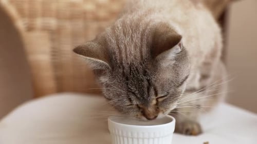 Tabby Cat Drinking Milk from Small Bowl