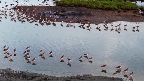 Drone view of sandpipers wading in tidal mudflat