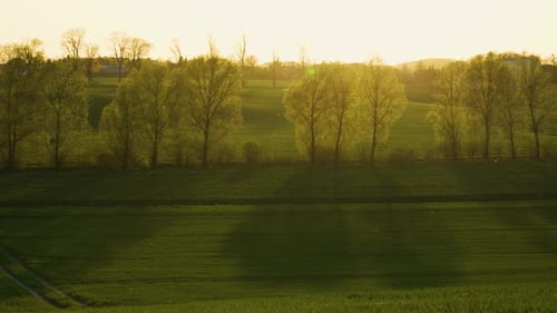 Green Young Wheat Crops Growing in Field at Sunset with Flying Insects in Sunbeams Cinematic