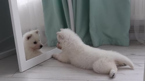 Adorable Puppy Playing with Reflection in Mirror