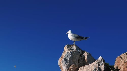Seagull Standing on Rocky Outcrop By the Sea