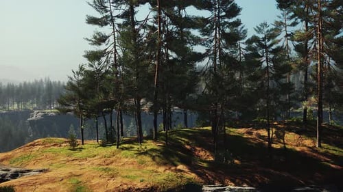 Beautiful Remote Evergreen Forest in Mountain