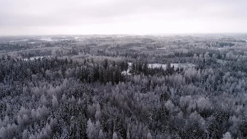 Forest trees dusted with snow in inhospitable winter landscape; aerial