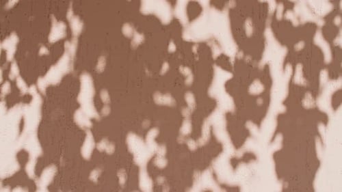 Transparent Soft Light and Shadows From Branches Plant Foliage and Leaves Sun and Shadows Gray