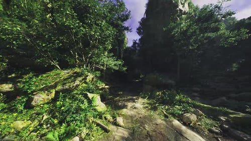 Lush Green Jungle Path Exploration Journey Animation