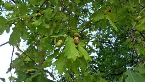 Close up of acorn tree branch moving in the wind with some ripe acons hanging on it