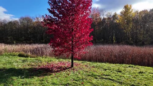 Beautiful tree on recreational autumn trip in the park full of colors and leaves under the blue sky
