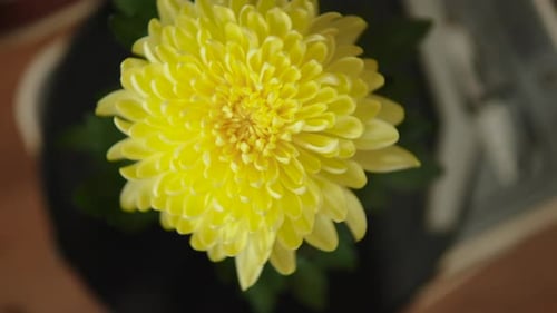 Yellow Flower Bud Rotates Around Its Axis on Turntable Indoor Close Up