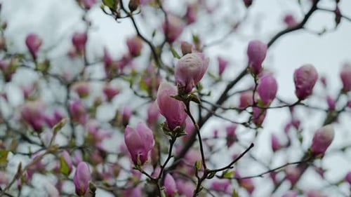 Close-Up of Blooming Pink Magnolia Tree Flowers in Spring