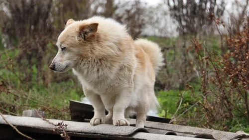 Streunendes Tier. Netter obdachloser Hund auf dem Land, Kamera bewegt sich
