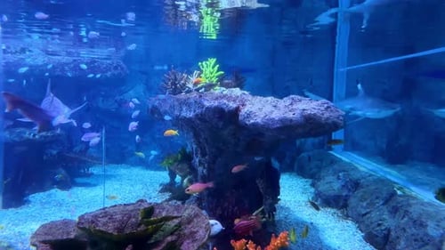 Colorful tropical fish swimming around coral reefs in a large aquarium tank under blue lighting