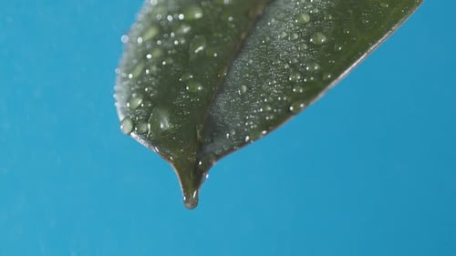 Drops of water drip from the green leave down on the blue background. Slow motion
