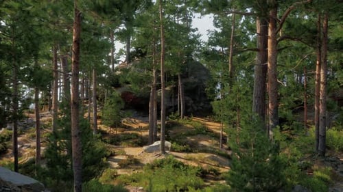 Realistic Pine Forest Landscape Seamless Loop Background